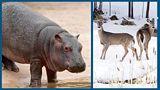 Hippopotame dans un parc en Italie (archives) / Cerfs dans le New Hampshire (USA), près de la frontière avec le Canada (archives)
