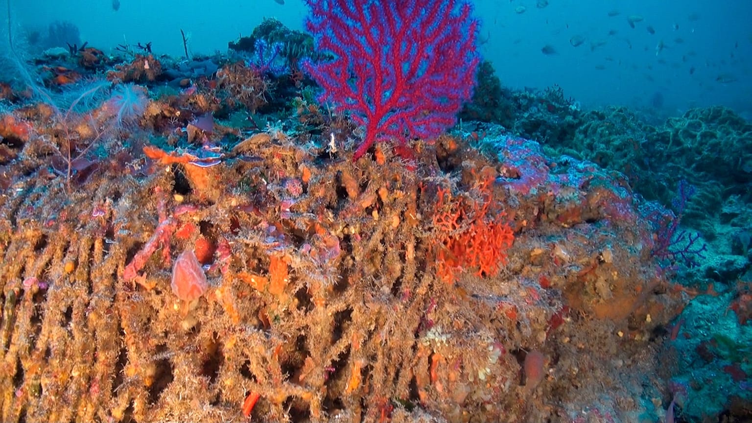 Trawl net lost in the coralligenous seabed of the Balearic islands, Spain.