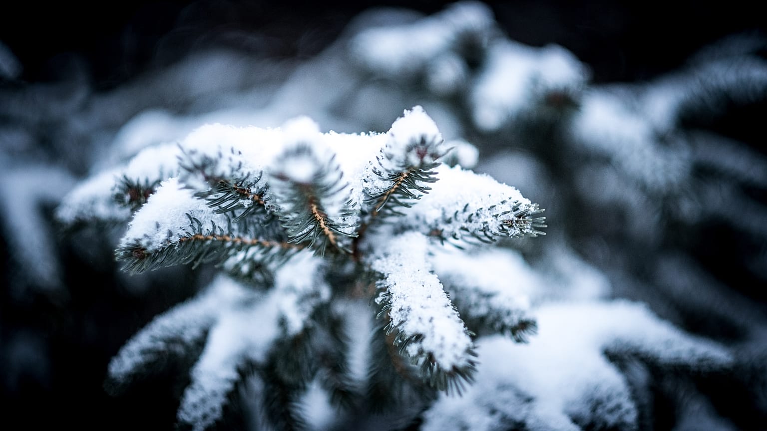 Mistletoe and Christmas trees were originally pagan traditions in December