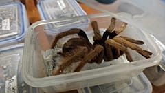 Colombian authorities said 232 tarantulas were among the attempted shipment.