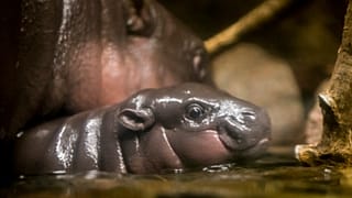 Детёныш карликового бегемота