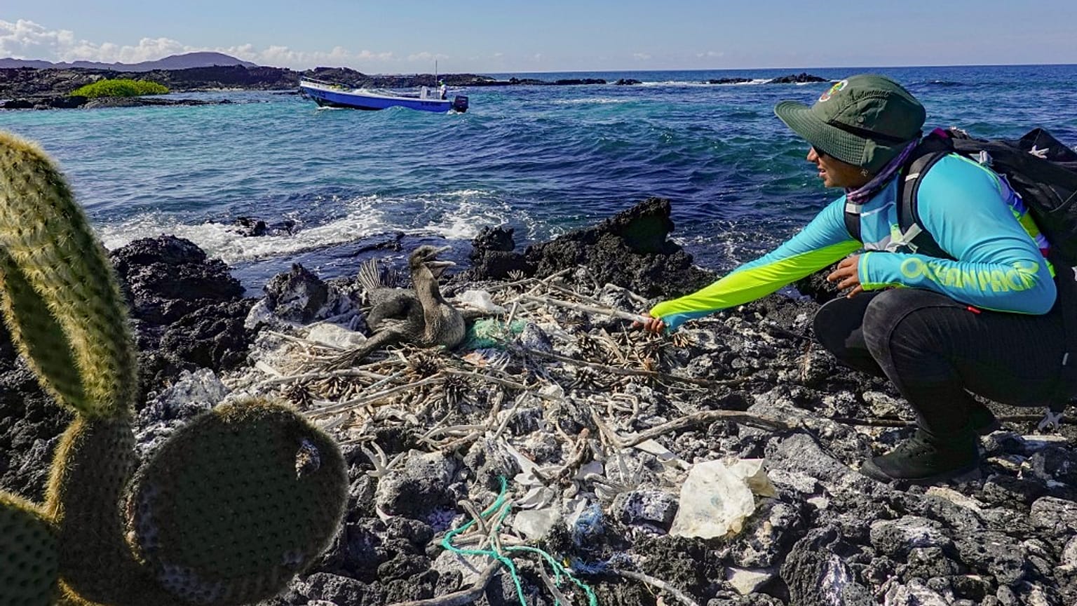Eine Biologin des Galapagos-Nationalparks sammelt Müll aus dem Nest eines flugunfähigen Kormorans an der Küste im Galapagos-Archipel im Pazifik,  21.02.2019
