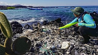 Eine Biologin des Galapagos-Nationalparks sammelt Müll aus dem Nest eines flugunfähigen Kormorans an der Küste im Galapagos-Archipel im Pazifik,  21.02.2019