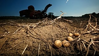 В 2022 году России, возможно, придется увеличить импорт картофеля
