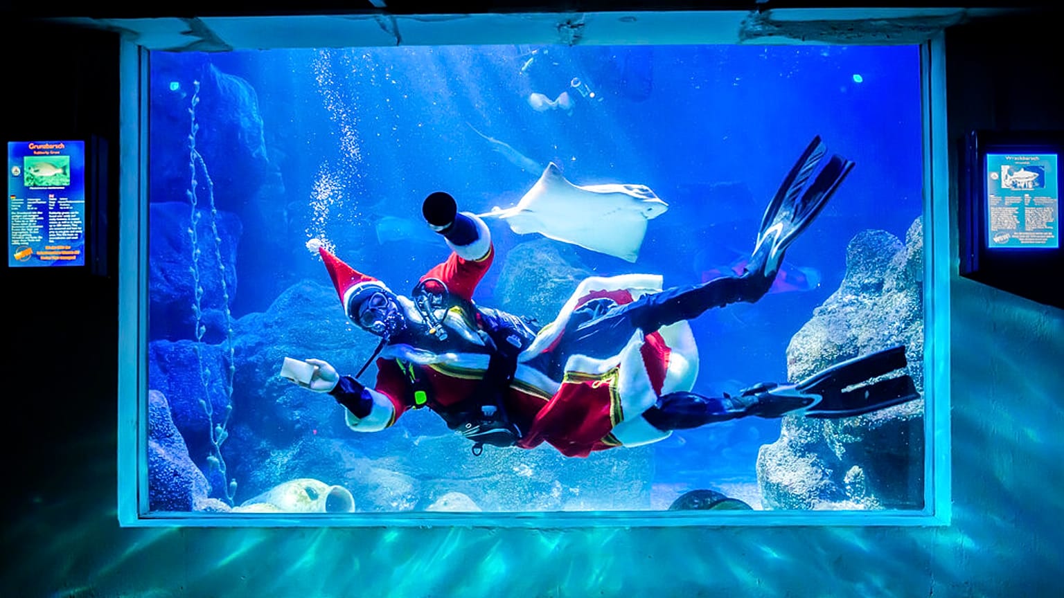Un sommozzatore travestito mentre pulisce il vetro dell'acquario Sea Life di Berlino, Germania