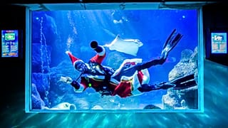 Un sommozzatore travestito mentre pulisce il vetro dell'acquario Sea Life di Berlino, Germania
