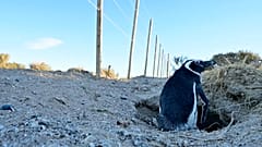 Un pingüino de Magallanes junto al camino rura y el vallado levantado en la zona, Chubut, Argentina