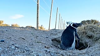 Un pingüino de Magallanes junto al camino rura y el vallado levantado en la zona, Chubut, Argentina