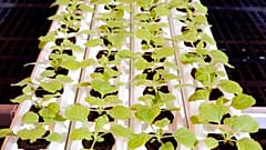 Medicago"nun serasında yetiştirilen Nicotina Benthamiana filizleri
