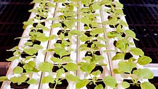 Medicago"nun serasında yetiştirilen Nicotina Benthamiana filizleri