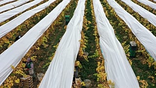 Manisa'da üzüm hasadı (Arşiv)