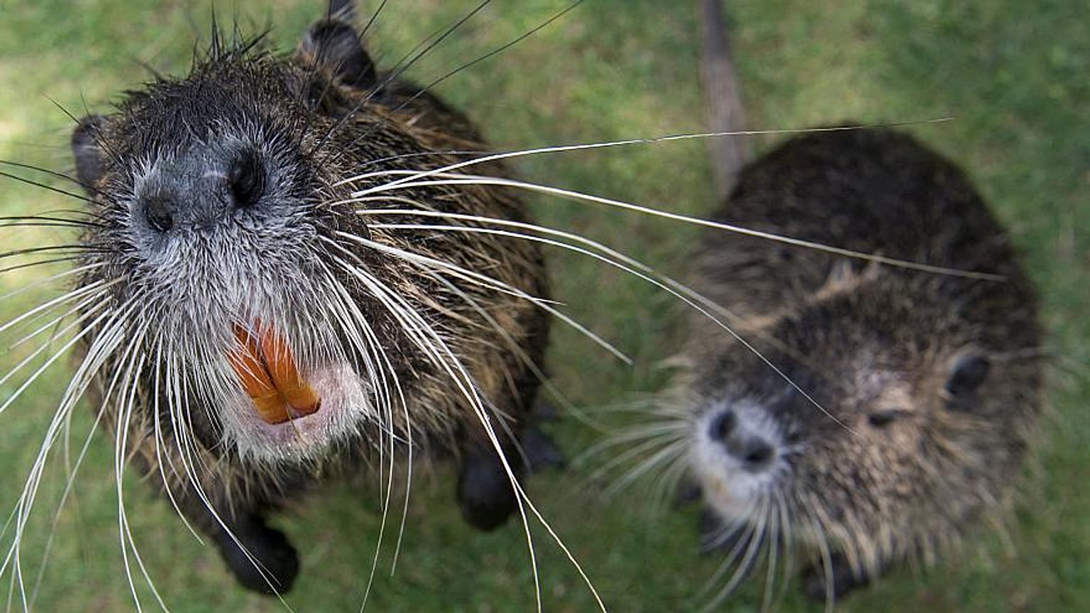 Ratten - Symbolbild