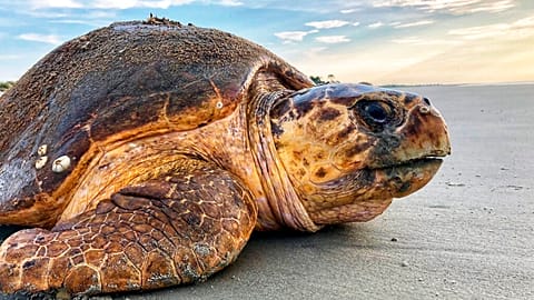 Israel rescue centre release sea turtles back to sea