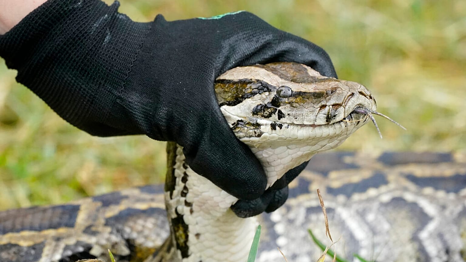 Python (archive photo)