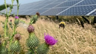 Planting wildflowers around solar panels could make them a home for bees.