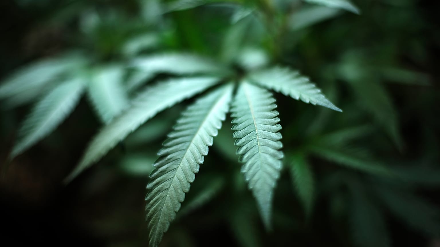 Citizens in Malta will be allowed to grow up to four cannabis plants at home.