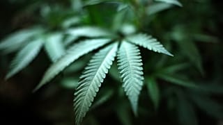 Citizens in Malta will be allowed to grow up to four cannabis plants at home.