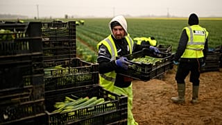 Migrant worker flower pickers from Romania harvest daffodils on Taylors Bulbs farm near Holbeach in eastern England, on March 3, 2021. 