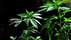 Archives : plant de cannabis - 12/04/2018