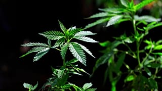 Archives : plant de cannabis - 12/04/2018