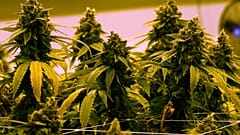 Malta legaliza canábis para fins recreativos