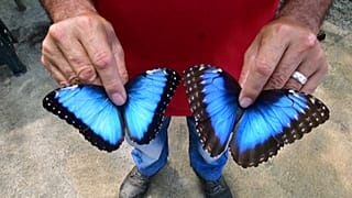 Donald Arce muestra dos mariposas de la especie morpho azul