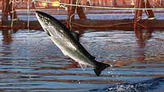 Atlantic Salmon is an iconic species for Scotland.