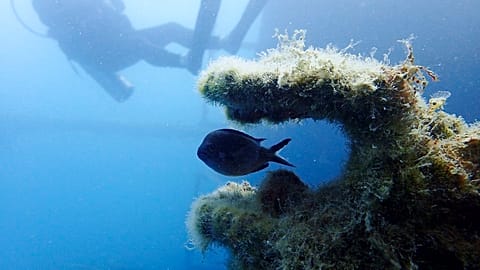 Spanish researchers claim to have found lost ancient building dedicated to Hercules