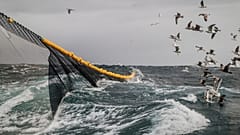 Bottom trawling is highly destructive to the marine environment.