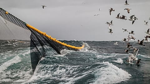 Bottom trawling is highly destructive to the marine environment.