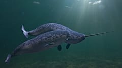 A 3D rendering of narwhals - called 'the unicorns of the sea' because of the male's long single tusk.
