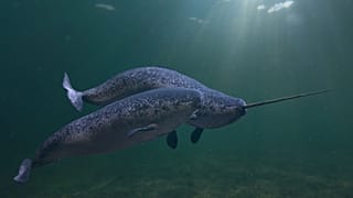 A 3D rendering of narwhals - called 'the unicorns of the sea' because of the male's long single tusk.