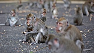 Monkey Forest in Sangeh
