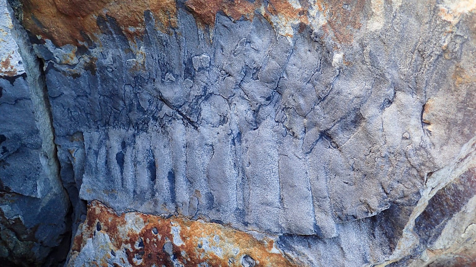 Arthropleura