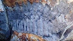 Arthropleura