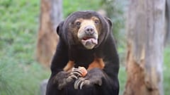 All the bears got a gift this Christmas in this sanctuary