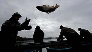 Ogni autunno, i pescatori cechi si dedicano alla tradizione secolare di catturare carpe per i mercatini di Natale