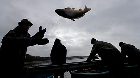 Each autumn, Czech fishermen get to serious business of a century-long tradition of catching carp for Christmas markets
