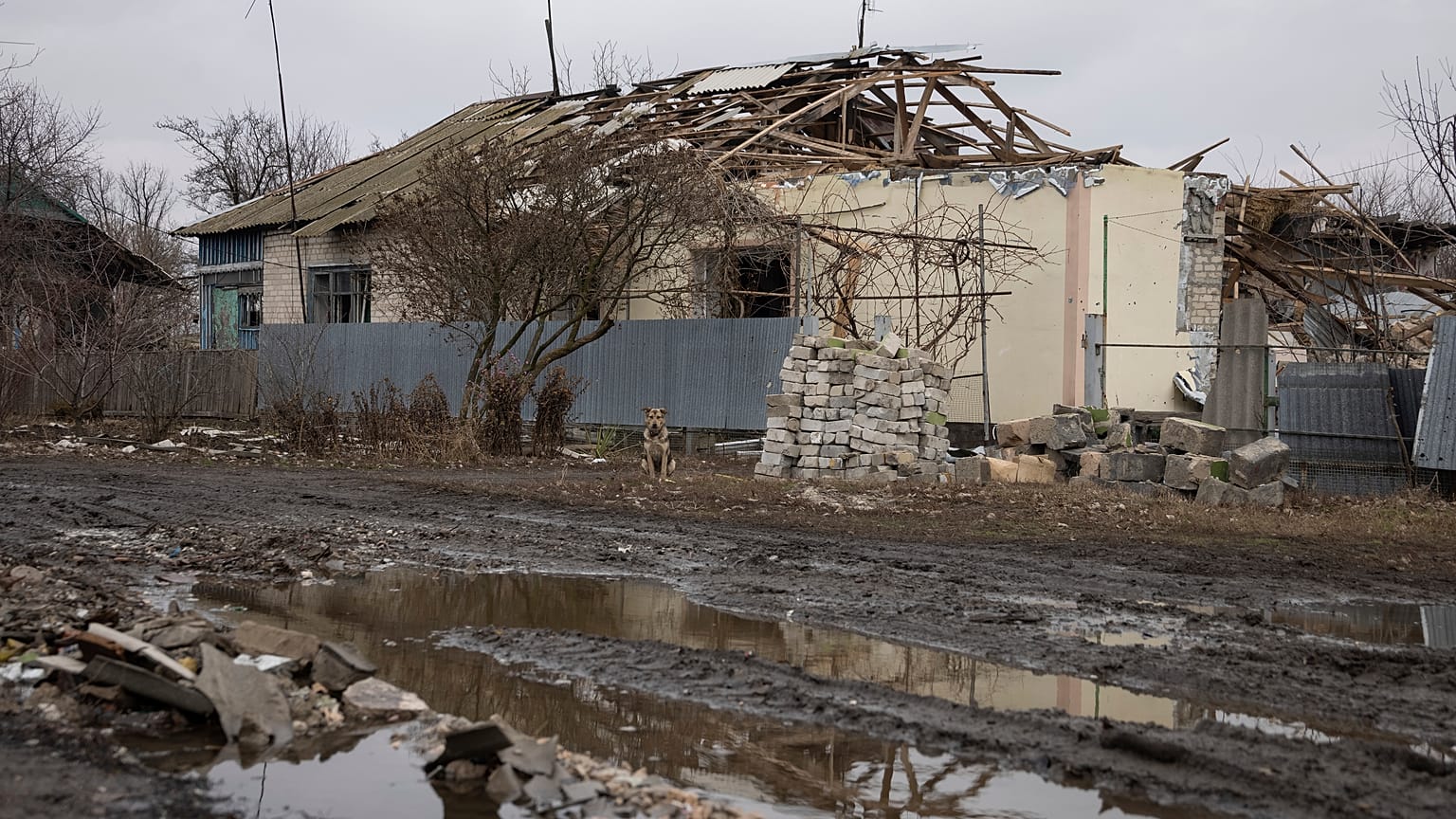 A dog sits outside a house that was struck by a mortar shell fired by Russia-backed separatists in the village of Nevelske in eastern Ukraine on December 10.