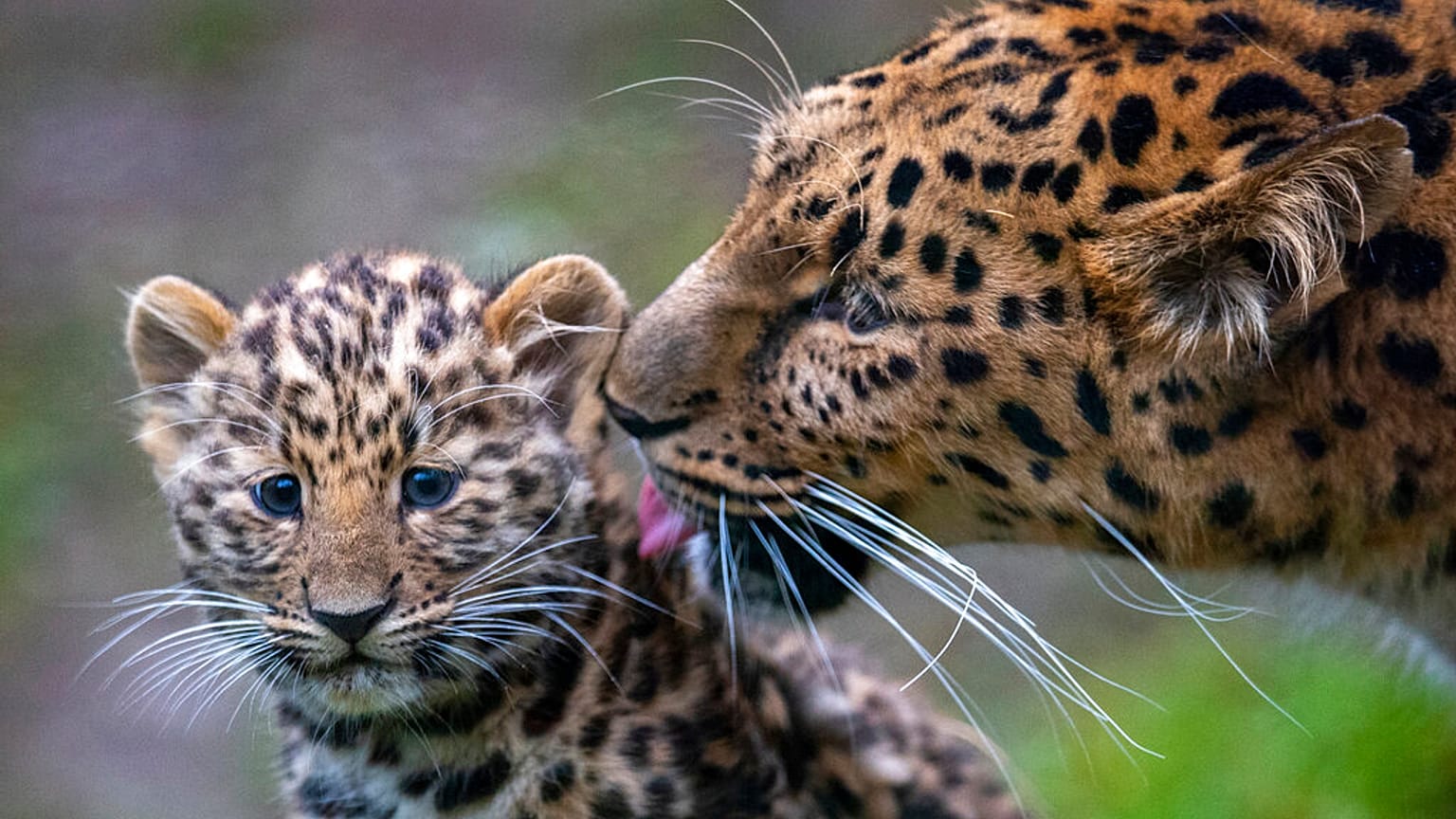 Leopárdok - Leipzig Zoo in Leipzig, Germany
