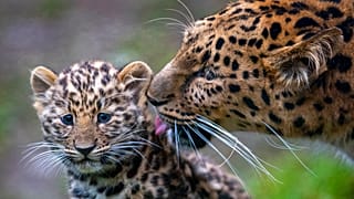 Leopárdok - Leipzig Zoo in Leipzig, Germany