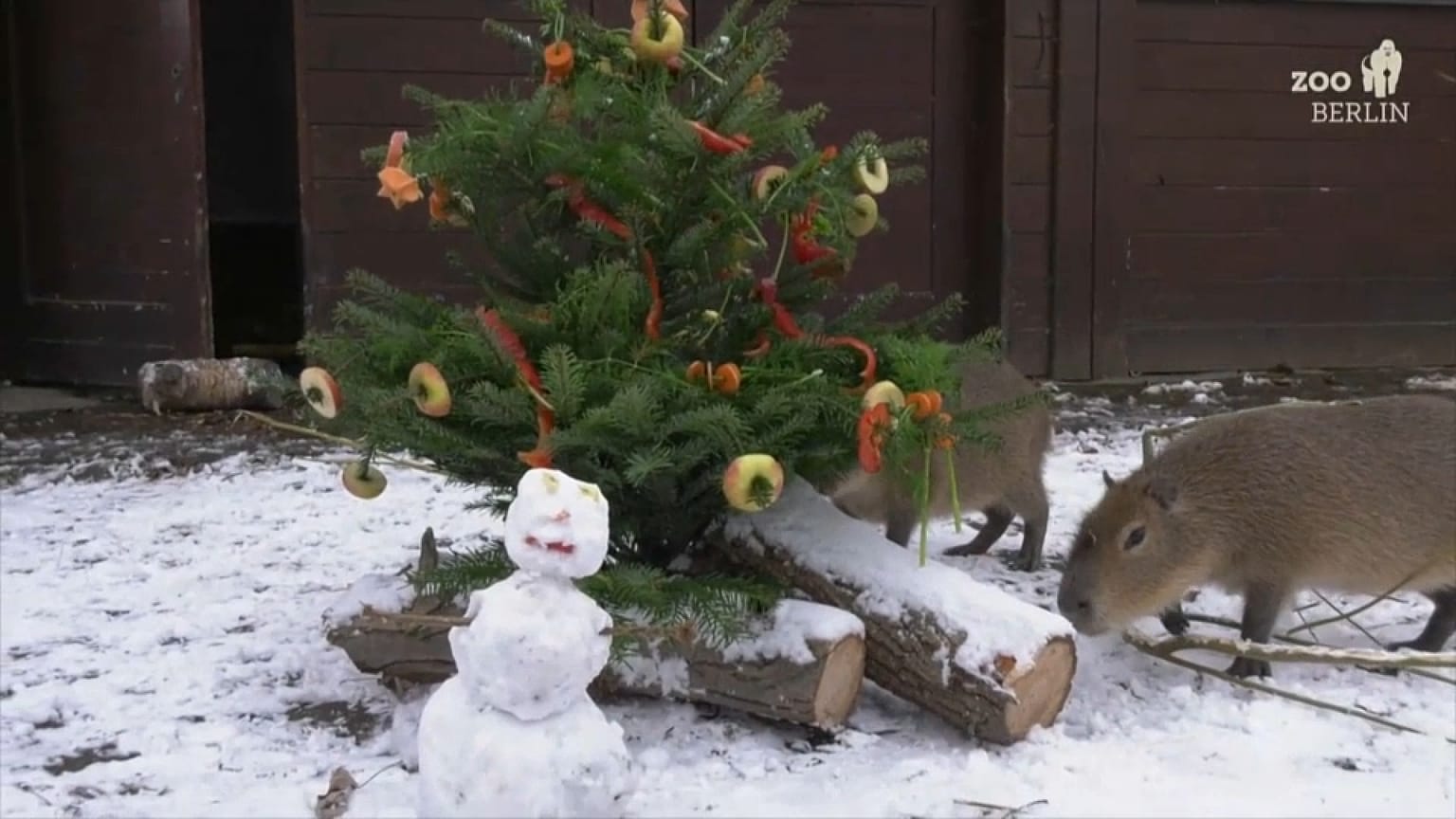 A refeição de Natal das capivaras