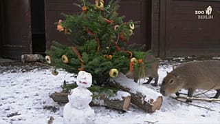 A refeição de Natal das capivaras