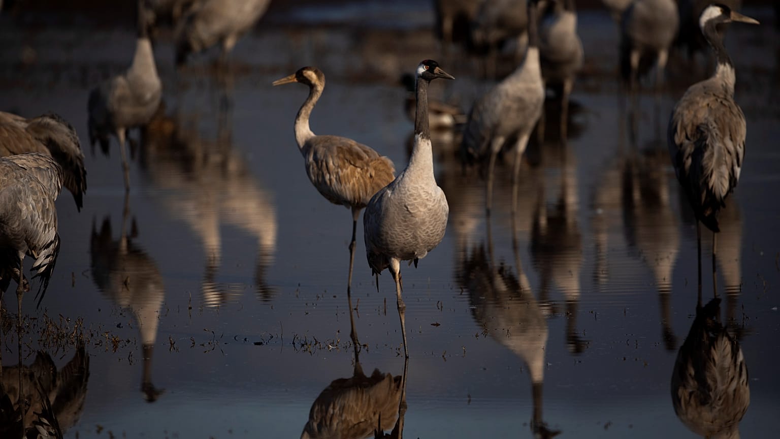 Migrating cranes in Israel have been hit by an outbreak of bird flu