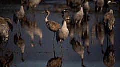 Migrating cranes in Israel have been hit by an outbreak of bird flu