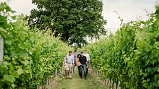 Vignes de vin pétillant dans la réigion du Kent en Angleterre, domaine Gusbourne - archive du 1er août 2019
