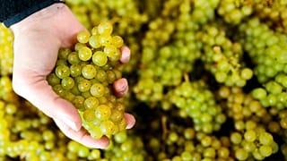 Английское игристое вино набирает все большую популярность