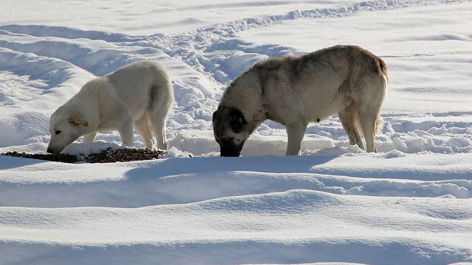 Erzurum'da beslenen sokak köpekleri
