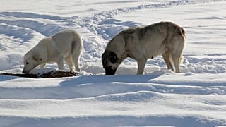 Erzurum'da beslenen sokak köpekleri