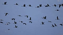 5000 tote Kraniche: Vogelgrippe grassiert in Israel